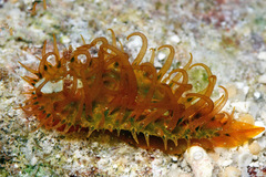 Madrella ferruginosa