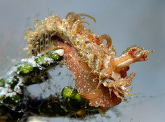 Madrella ferruginosa