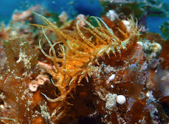Madrella ferruginosa