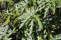 Geranium drakensbergensis