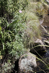 Geranium drakensbergensis