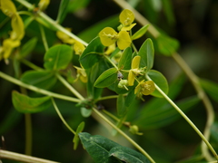 Euphorbia cornigera