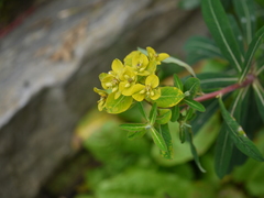 Euphorbia cornigera