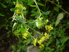Euphorbia cornigera
