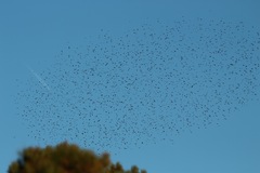 Xanthocephalus xanthocephalus