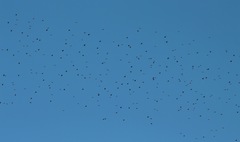 Xanthocephalus xanthocephalus