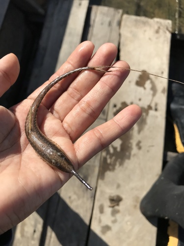 Natterer's twig catfish (Farlowella nattereri) — Loricariidae