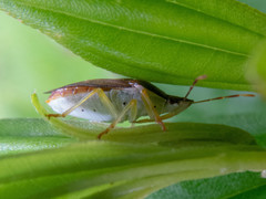 Supputius cincticeps