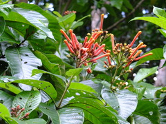 Isertia coccinea