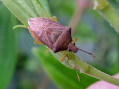 Supputius cincticeps