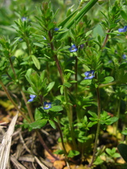 Veronica dillenii