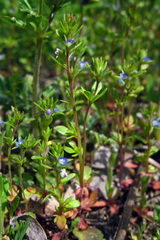 Veronica dillenii