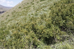 Searsia divaricata