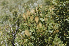 Searsia divaricata