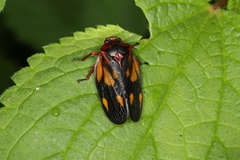 Mahanarva rubropicta