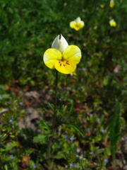 Viola hymettia