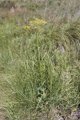 Senecio isatideus