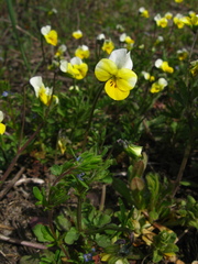 Viola hymettia