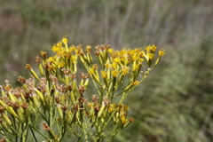 Senecio isatideus