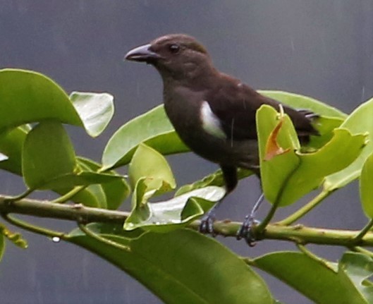 Scarlet-Browed Tanager