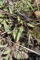 Hermannia coccocarpa