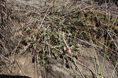 Hermannia coccocarpa