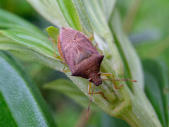 Supputius cincticeps