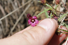 Hermannia coccocarpa