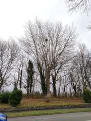 Viscum album
