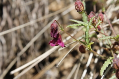 Hermannia coccocarpa
