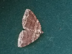 Anticlea multiferata