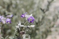 Lotononis lotononoides