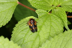 Mahanarva rubropicta