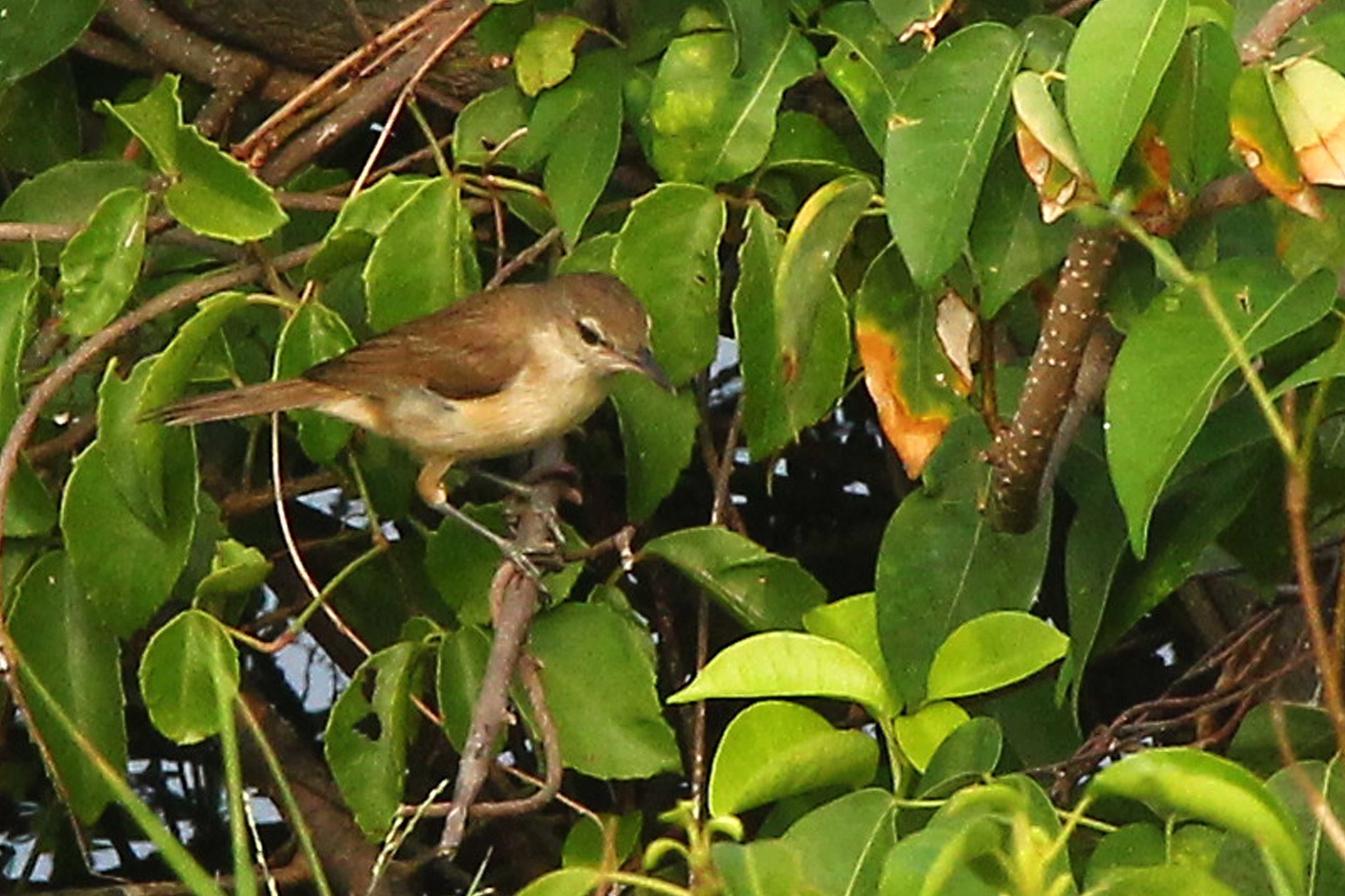 Clamorous Reed Warbler