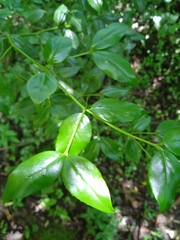 Cassinopsis ilicifolia