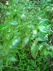 Cassinopsis ilicifolia