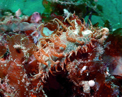 Madrella ferruginosa