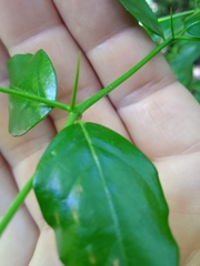 Cassinopsis ilicifolia