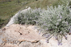 Lotononis lotononoides