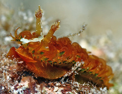 Madrella ferruginosa