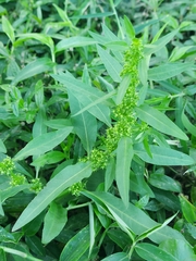 Rumex trisetifer