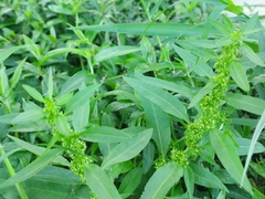 Rumex trisetifer