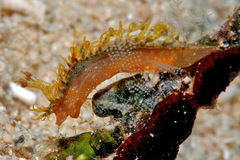 Madrella ferruginosa