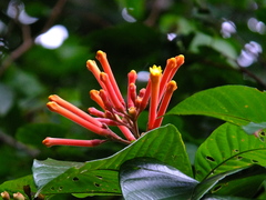 Isertia coccinea