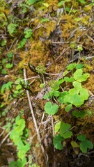 Hydrocotyle mexicana image