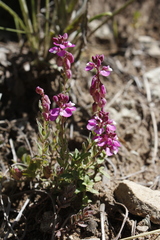 Polygala rhinostigma