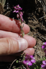 Polygala rhinostigma