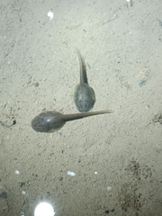 Alytes muletensis