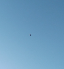 Nannopterum brasilianum