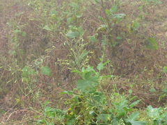 Nicotiana paniculata